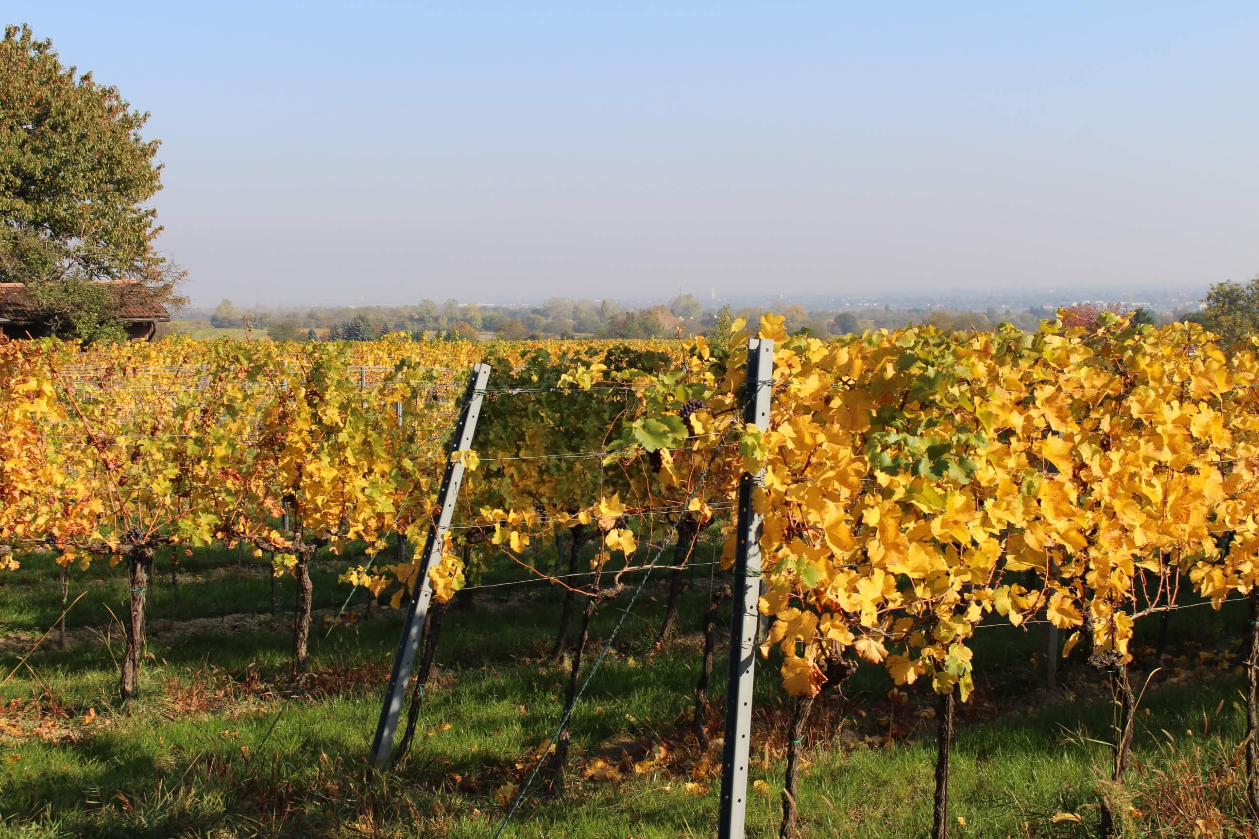 Weingärten bei Stammersdorf